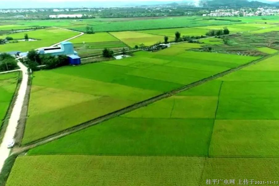 桂平：改善耕地土壤环境 助推农业高质量发展