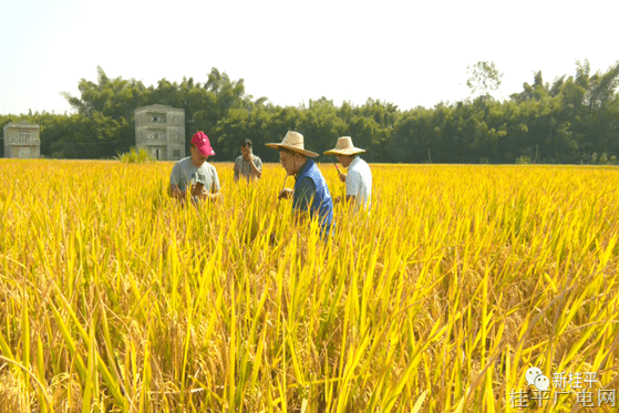 桂平：晚稻迎丰收 产量再增长