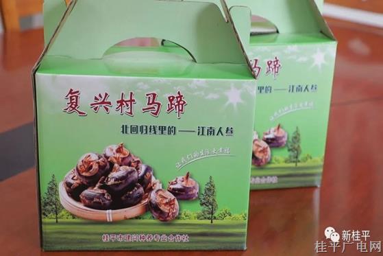 桂平寻旺乡复兴村：小小马蹄助农增收