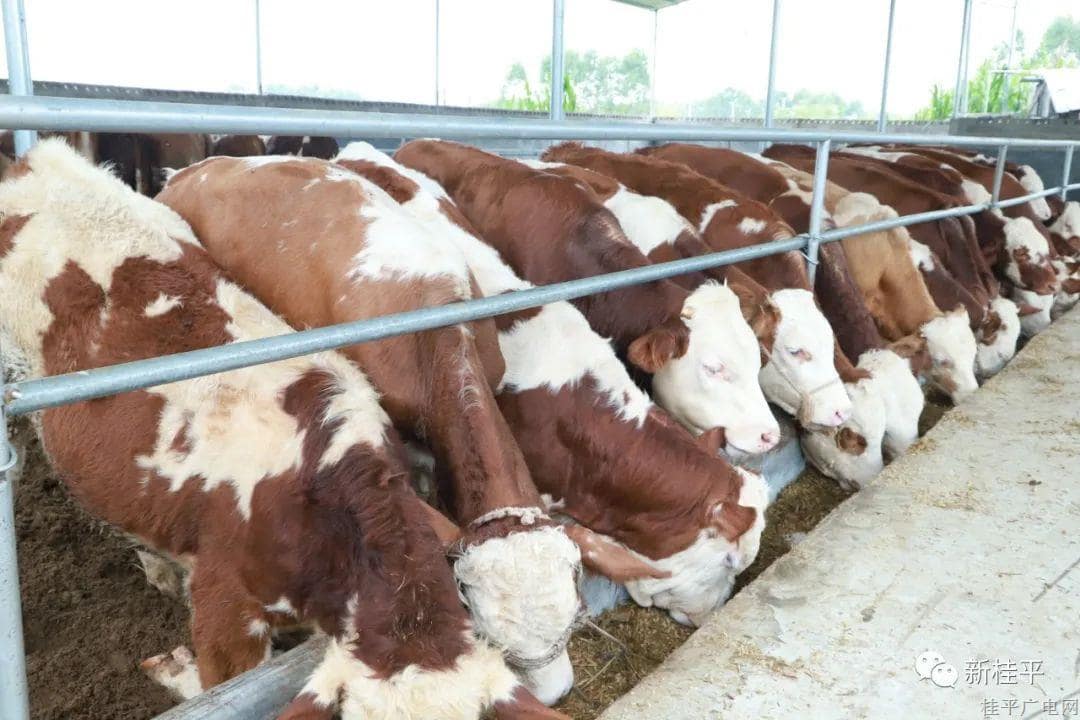桂平产投：肉牛养殖产业成为重要的增收密码