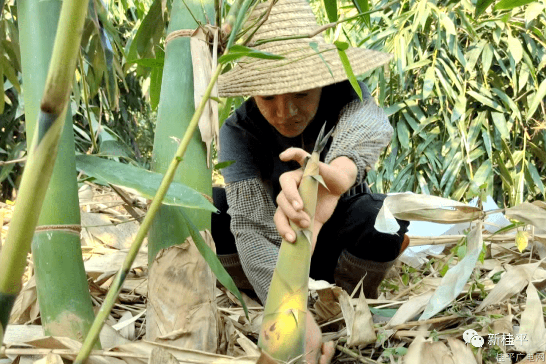 桂平市木圭镇麻竹笋喜获丰收 2022年产值达600万元