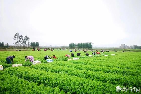 冬日暖阳照 时蔬采摘忙 ——复兴村蔬菜基地喜迎丰收