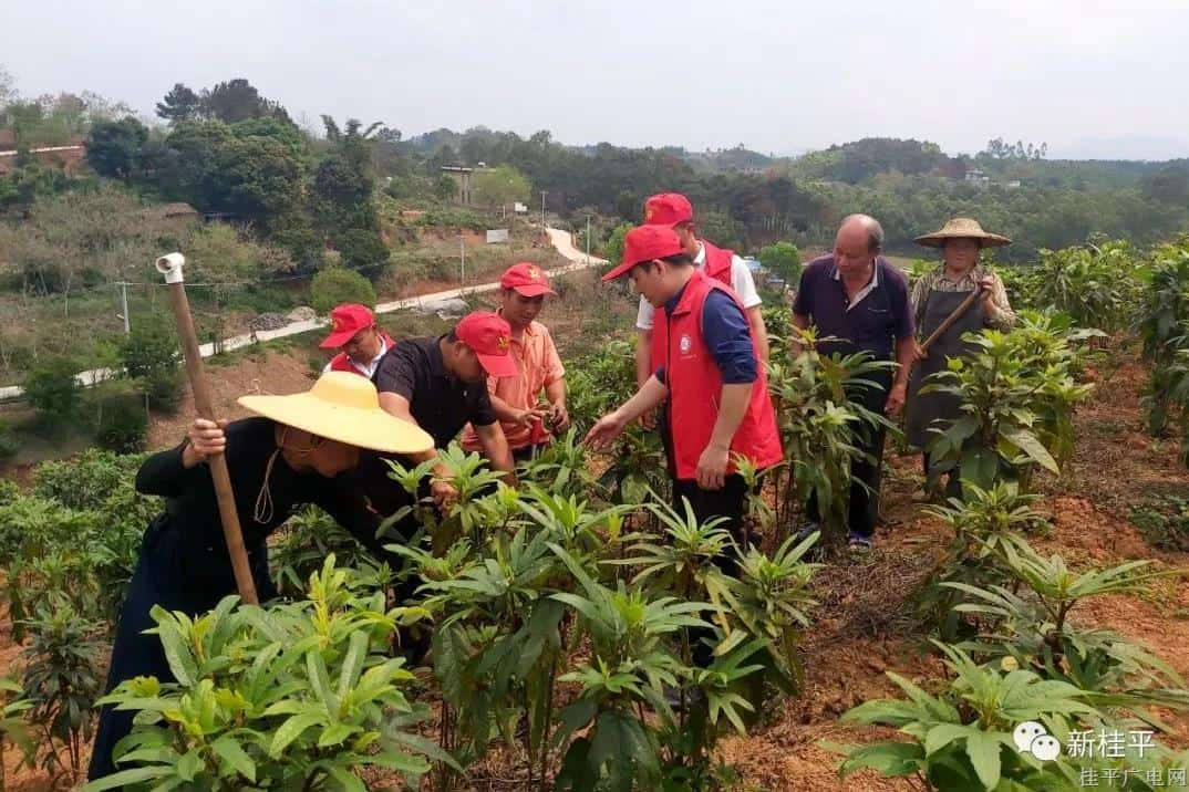 桂平：志愿服务进村屯 春风化雨润民心