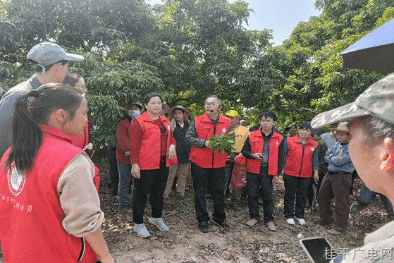 自治区科技特派员送来水产养殖、荔枝产业技术指导“及时雨”，促进中沙镇春耕备耕