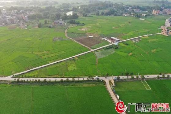 藏粮于技　守住“饭碗”——桂平连续11年获评为“全国粮食生产先进县”荣誉称号
