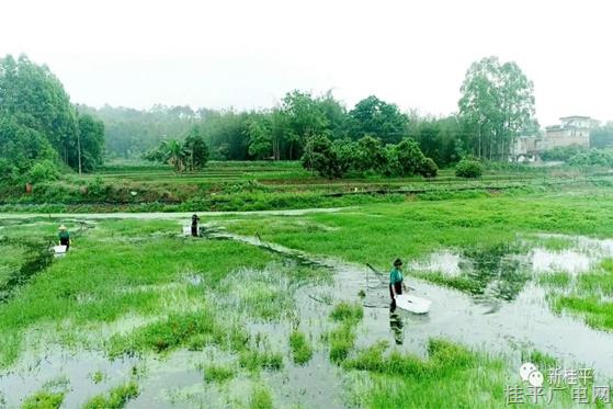 桂平市石咀治安村：撂荒地变稻虾田 助力乡村振兴