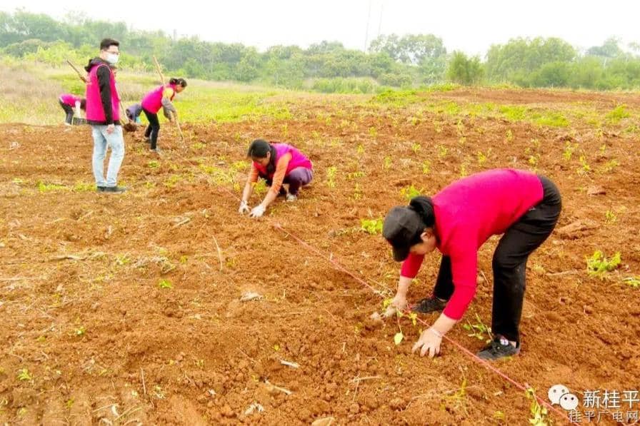 桂平市社步镇：撂荒山变“金银山” 致富花开满产业道路