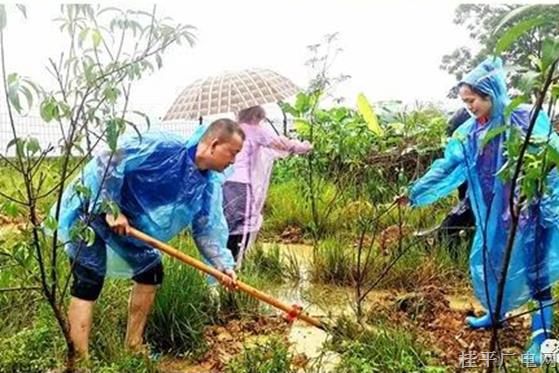 桂平市各单位联合开展“共植民族团结树 同走乡村振兴路”主题植树活动