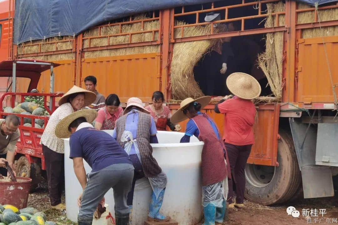 桂平市大湾镇：陈皮柑套种西瓜 拓宽“甜蜜”致富路