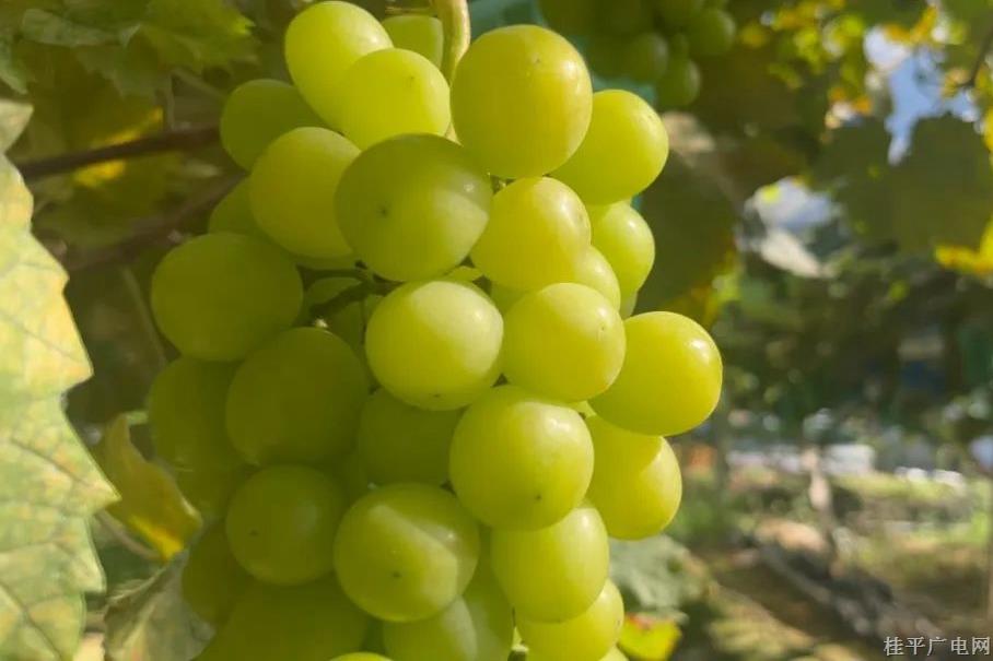 桂平市马皮乡西河村:有机种植勤打理 阳光玫瑰葡萄香