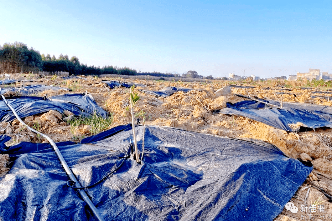 白沙镇50亩佛手柑基地种植项目全面开工！