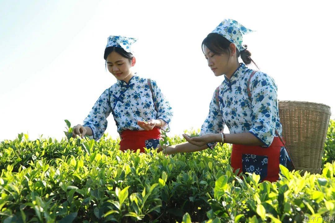 桂平产投：大力发展西山茶 走好乡村振兴路​