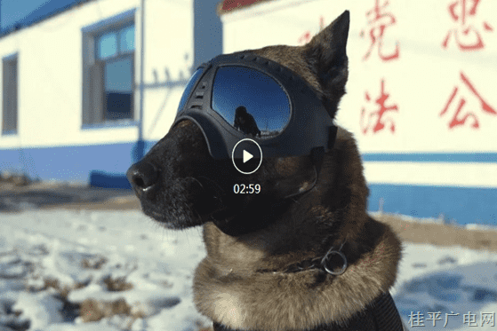 最佳人气3.《汪汪队立大功！功勋犬“黑豹”来啦！》