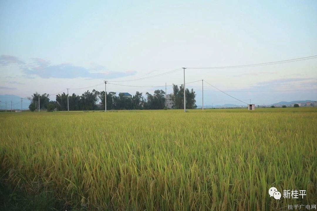 桂平：63万亩水稻长势喜人 丰收在望