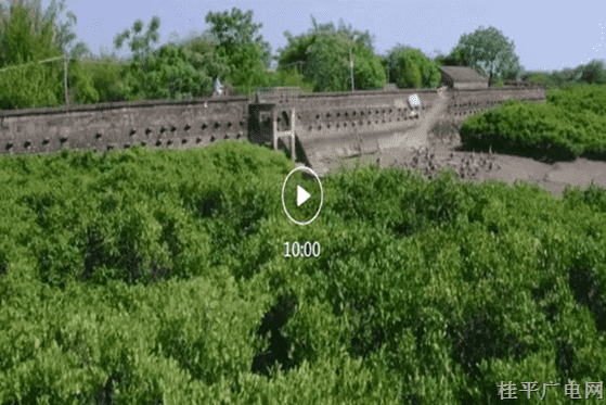 44.《红树林里的桥》