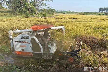 桂平市石咀镇新平村：撂荒闲田变粮地 集体经济又增收