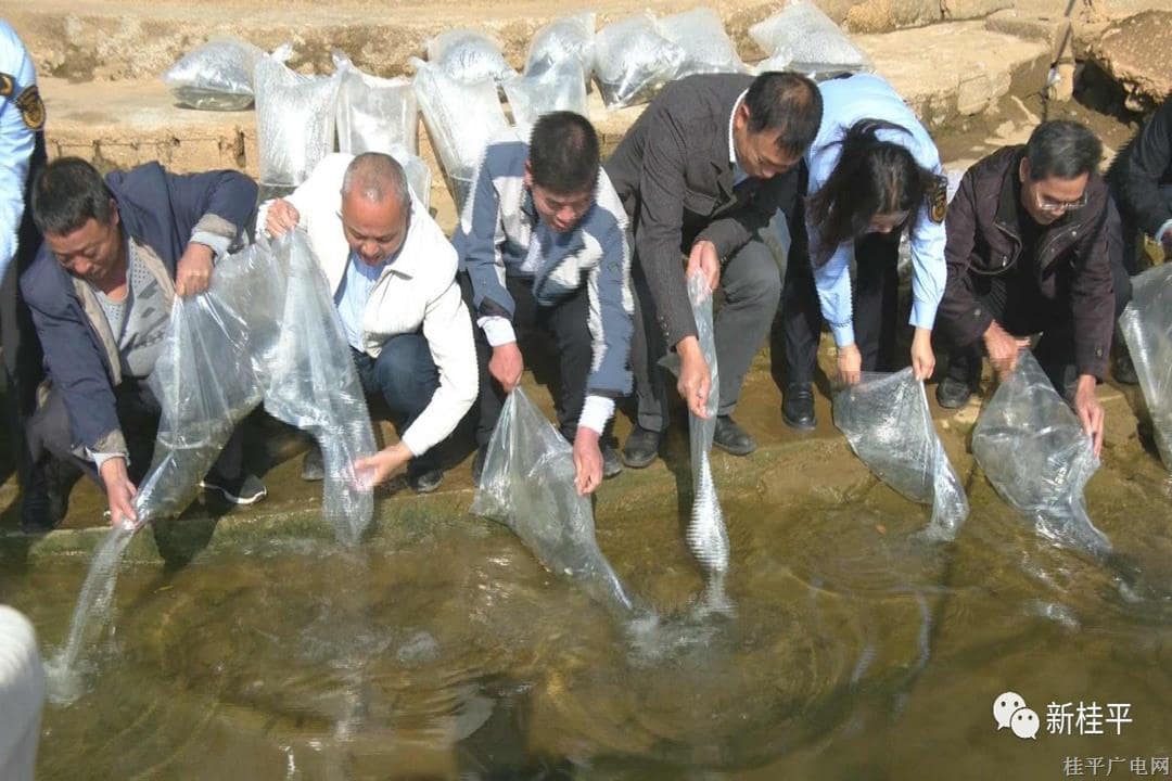桂平郁江水域人工增殖放流175万多尾鱼苗