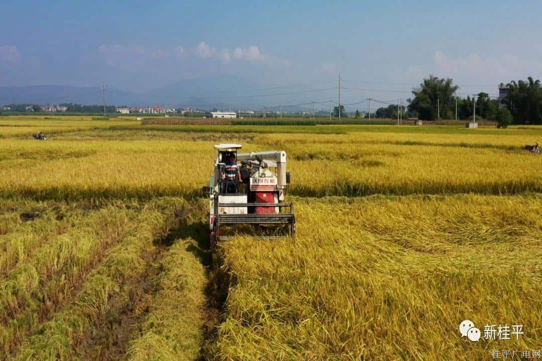 乡村行·看振兴|广西桂平：“稻田+”融合发展 打造现代农业“兴”篇章
