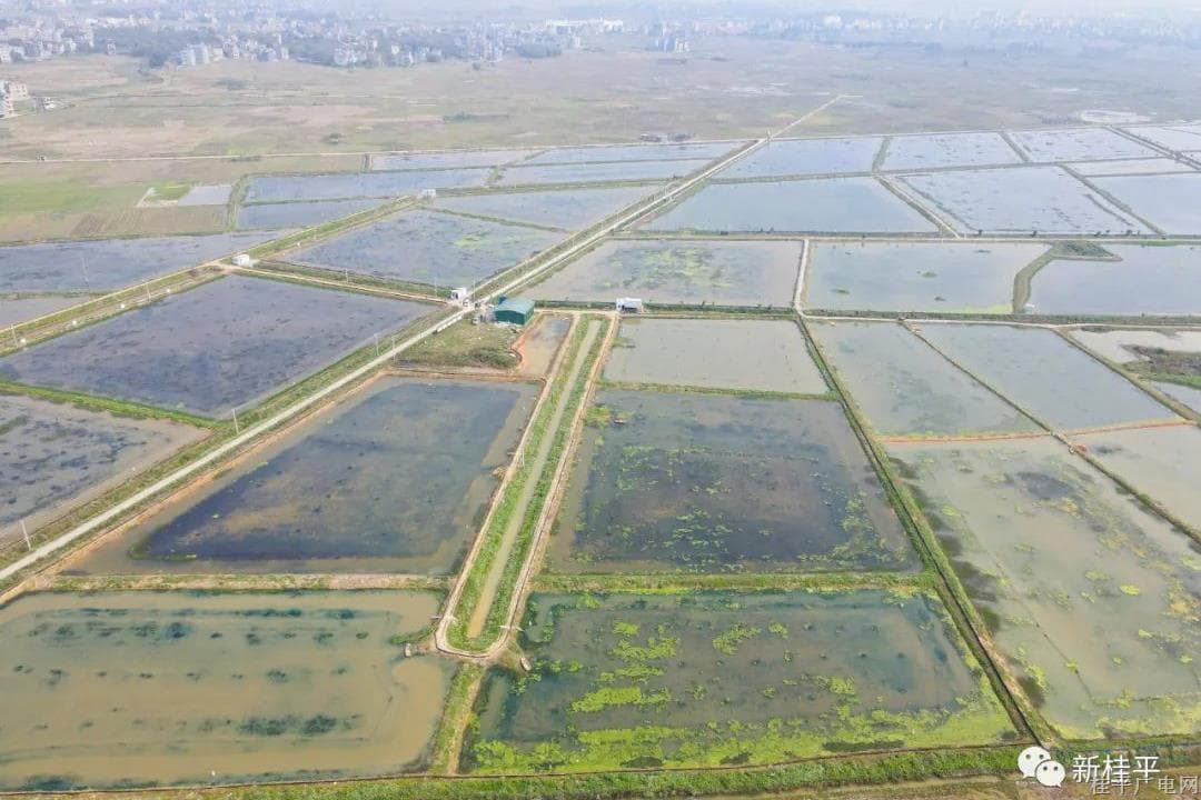 桂平：生态小龙虾错峰养殖 助力乡村振兴