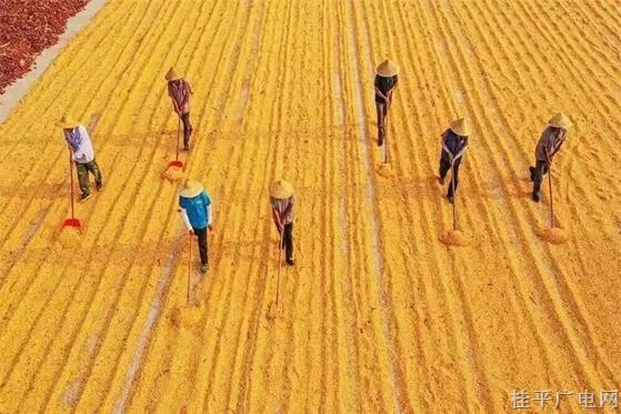 严控“非粮化”，农民怎么种地？政府怎么用地管地？