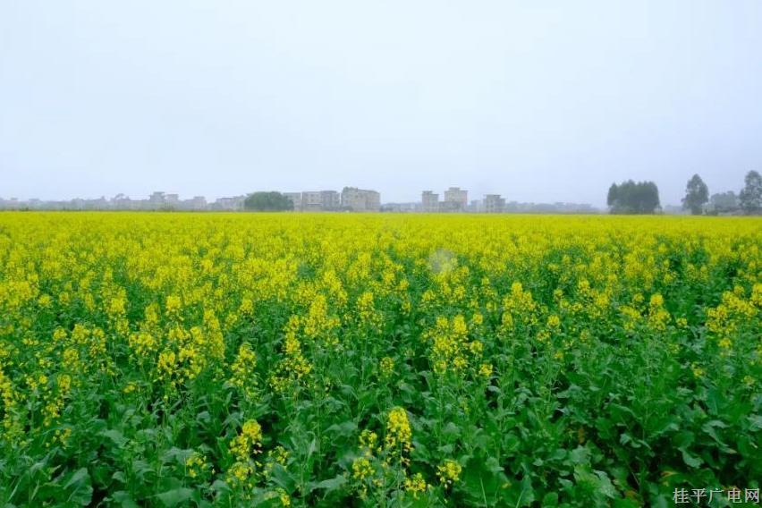 石咀镇：油菜花开美如画 乡村振兴新美景