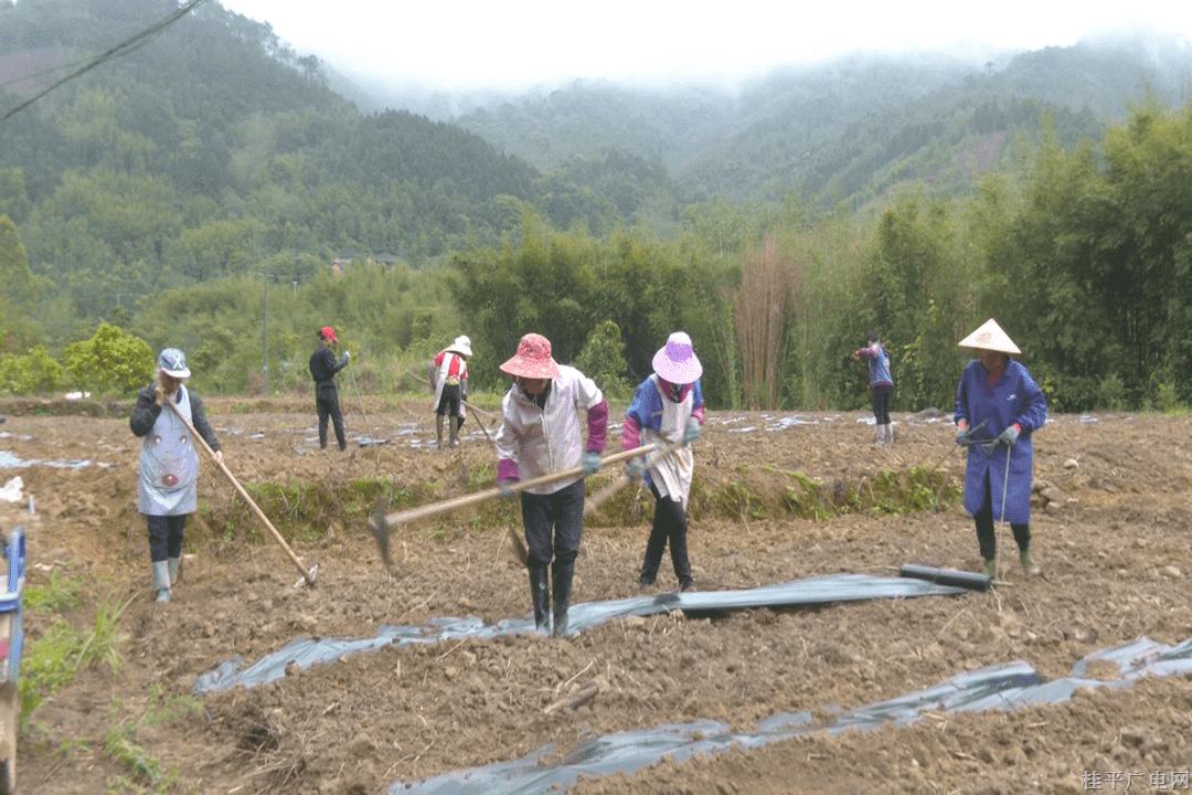 西山镇上垌村：抢抓农时忙春耕 木瓜产业促振兴