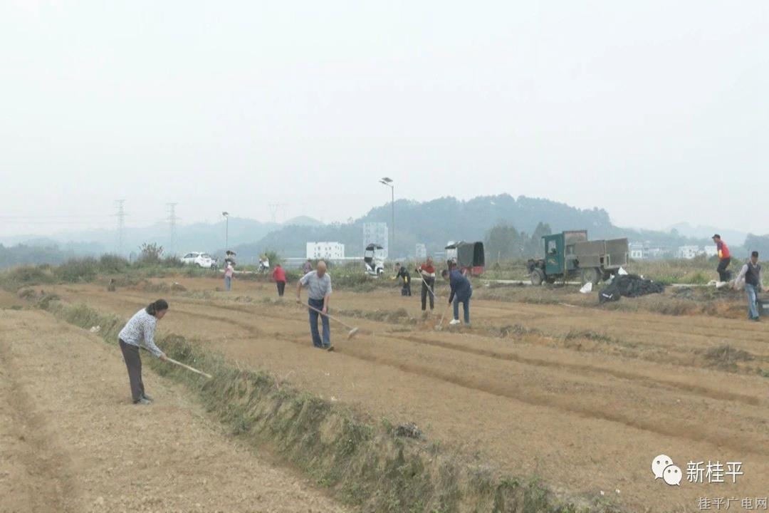 石咀镇榄沙村：发展村集体经济 撂荒地种上“新希望”