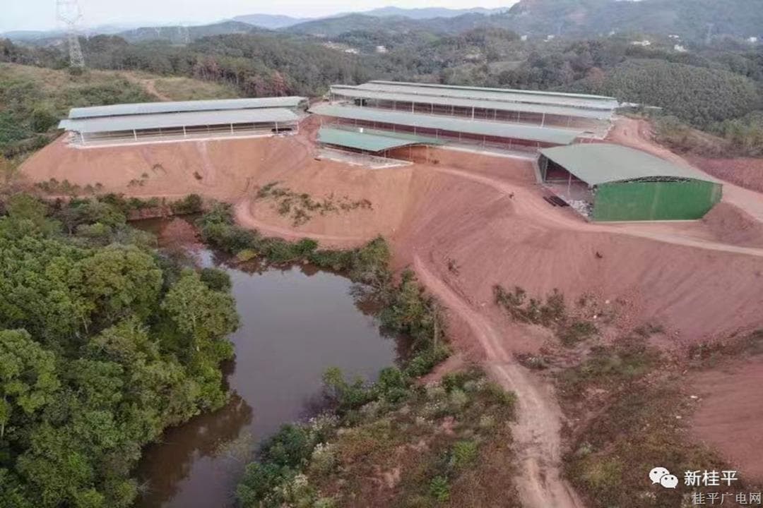油麻镇:肉牛养殖基地一期工程竣工