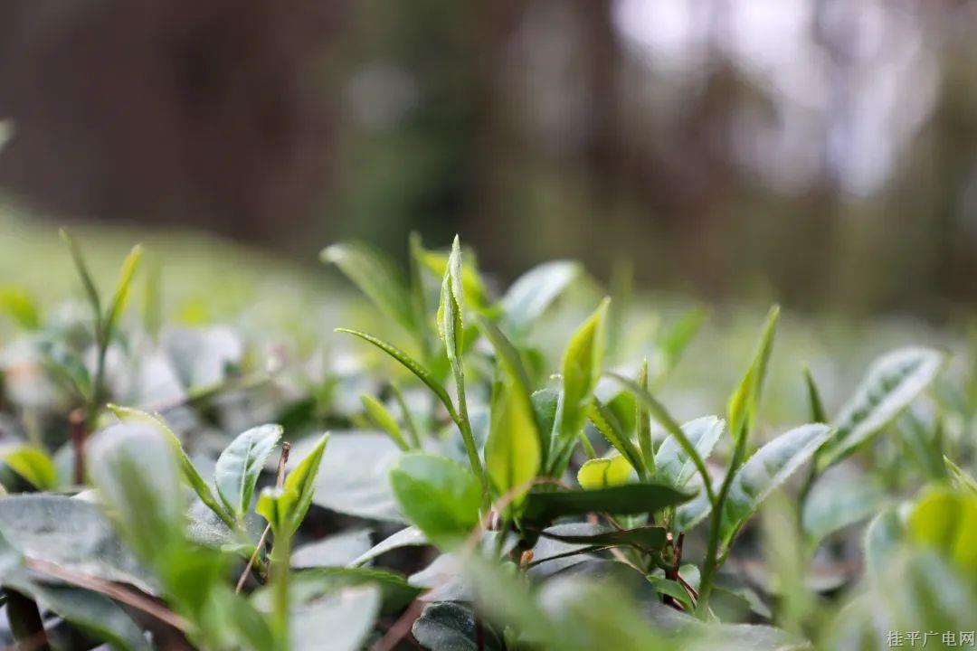 茶香四溢，桂平西山茶上市啦！