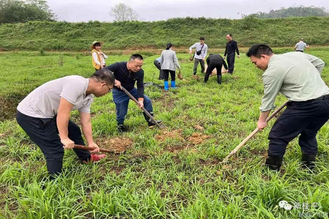 紫荆镇：党建引领发展 产业助力振兴