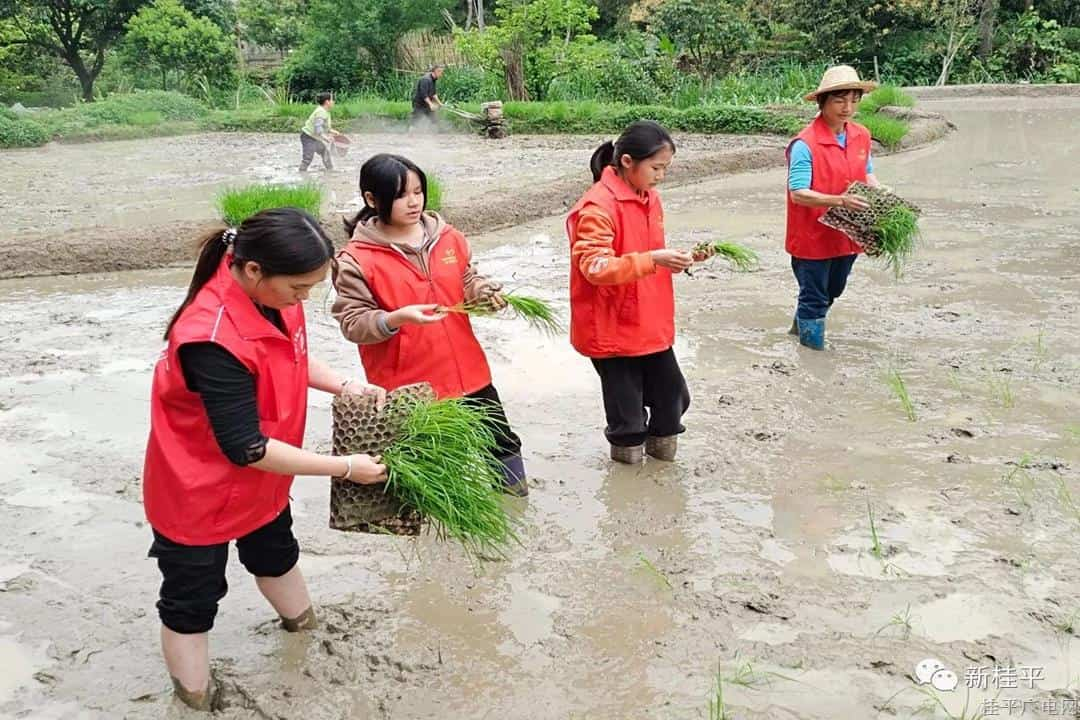 桂平市中沙镇：又是一年春风时 志愿服务助春耕暖民心