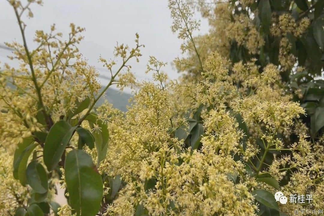 桂平麻垌：荔花飘香蜜意甜