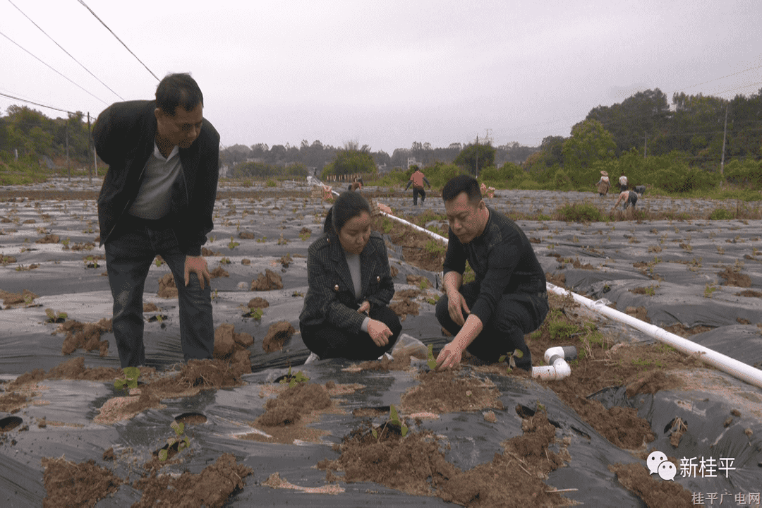 油麻镇藿香收益高 中草药种植前景好