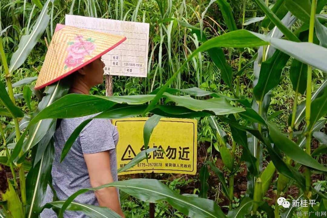 紫荆镇：党员干部、人大代表做表率 助力防汛暖人心