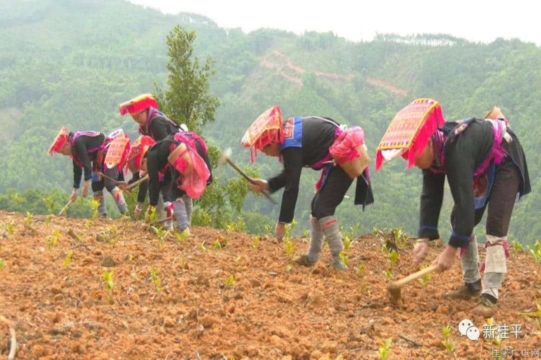 紫荆镇木山村：茶叶基地套种“瑶粮”助力乡村振兴