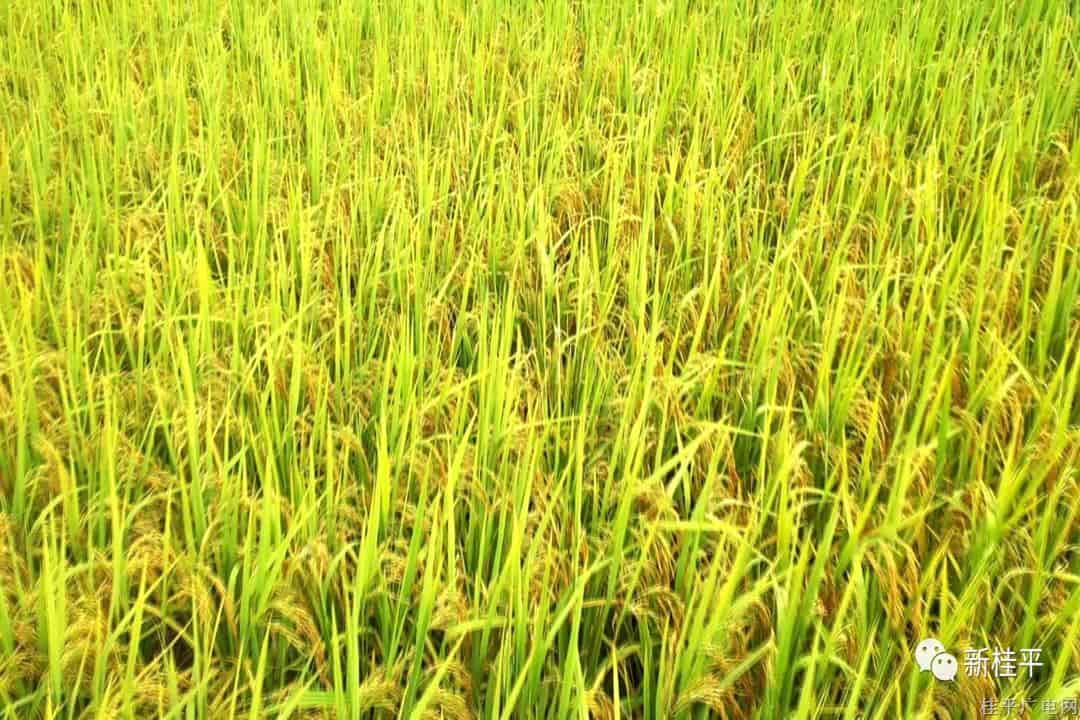 桂平：63万多亩水稻抽穗扬花 丰收在望