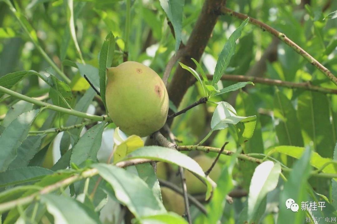 南木镇合山村鹰嘴桃成熟上市 1200多棵桃树迎来采摘季