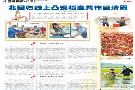 贵港日报专版报道|桂平：北回归线上凸现稻渔共作经济圈