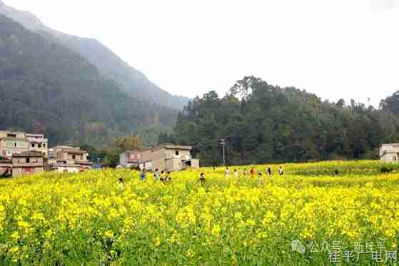 【新春走基层】春节赏花正当时 快来桂平佛荔赴这一场花海盛宴吧！