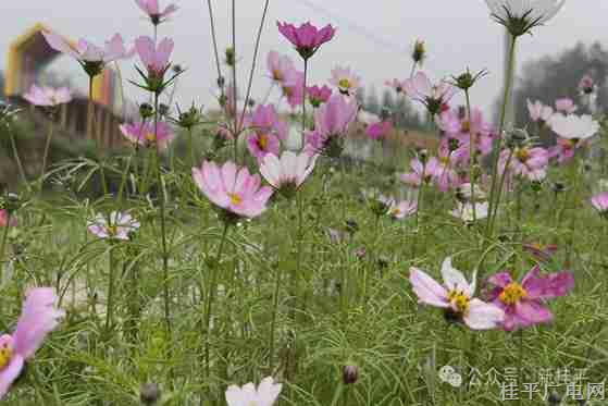 【新春走基层】佛荔又有新变化 花海相约 只等你来