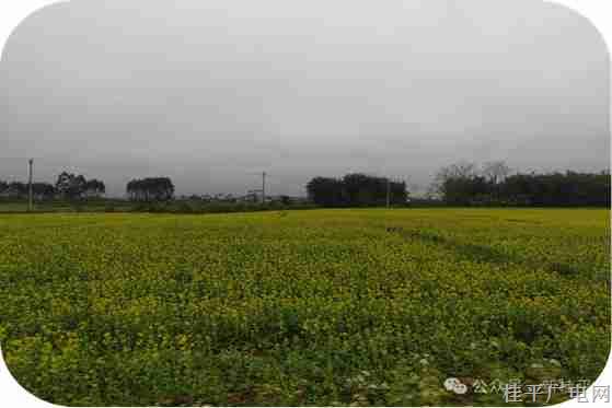 寻旺乡复兴村百亩油菜花“喜迎”龙年