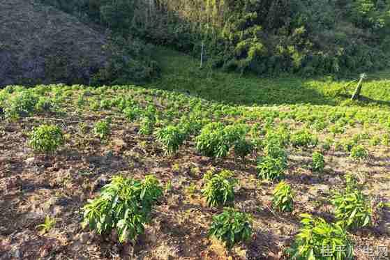 油麻镇：作物轮作改善土壤 助推设施农业化身“甜蜜产业”