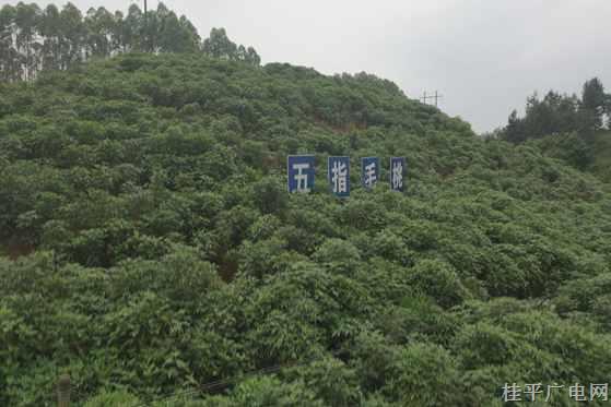 药材飘香 产业兴旺——中草药产业成油麻特色产业发展金“药”匙