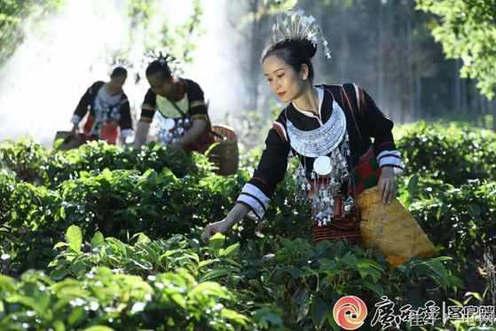 非遗茶会②| 海南五指山大叶红茶：色如琥珀香四溢