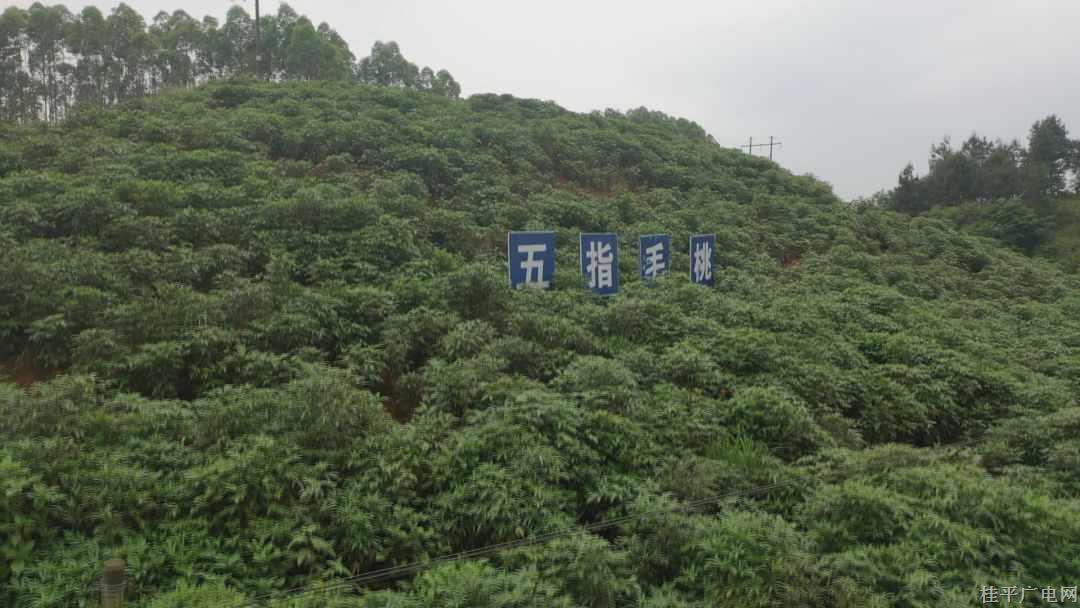 微信图片_20240617162611_副本.jpg