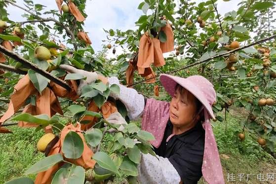 石龙镇：绿色品牌打造家庭农场新招牌