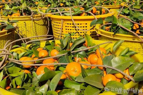 寻旺复兴村：致富砂糖桔 结出甜蜜好生活