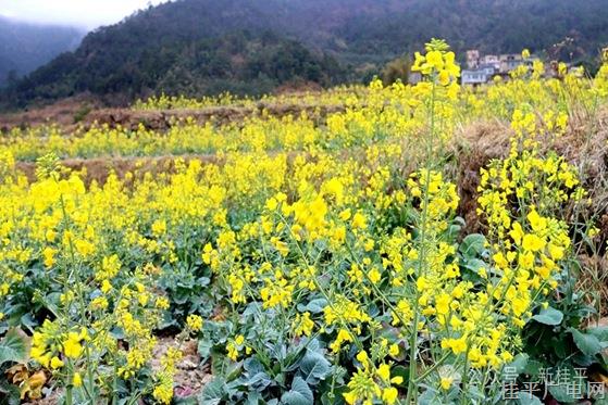 桂平佛荔油菜花竞相开放 元宵节是最佳赏花期