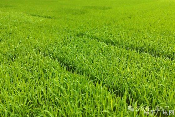 桂平：全市春耕生产全面开展