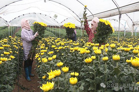 罗播乡：菊花产业崛起 打造成花卉出口及农旅产业核心区